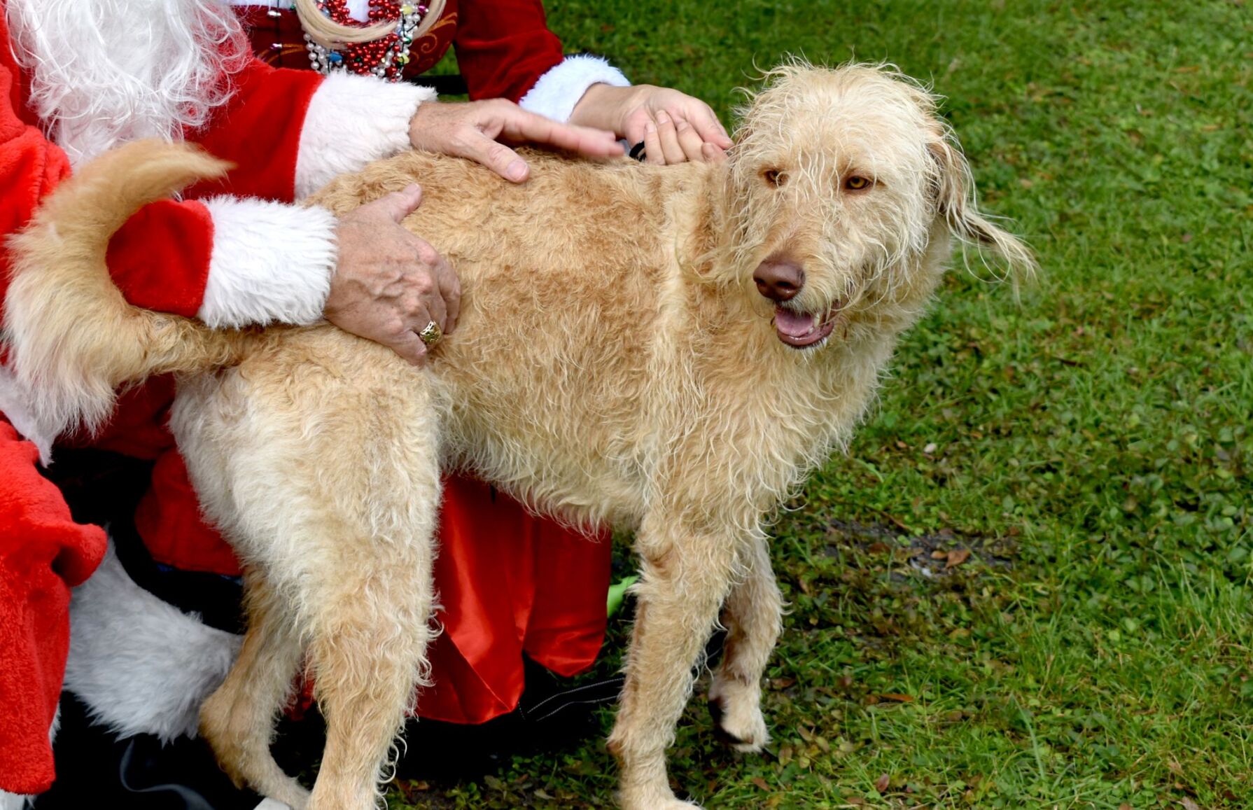 Punta Gorda History Park hosts Santa Paws in the Park